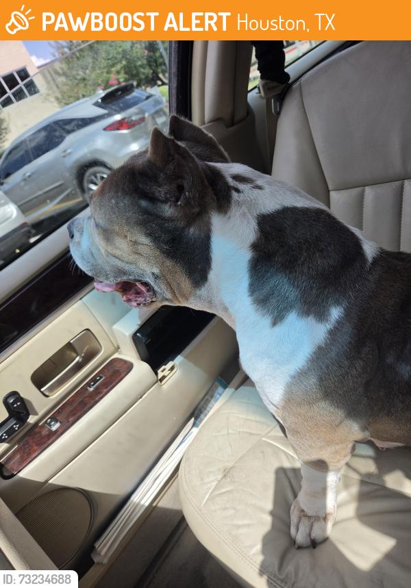 Found/Stray Female Dog last seen Sycamore springa and golden willow, Houston, TX 77339