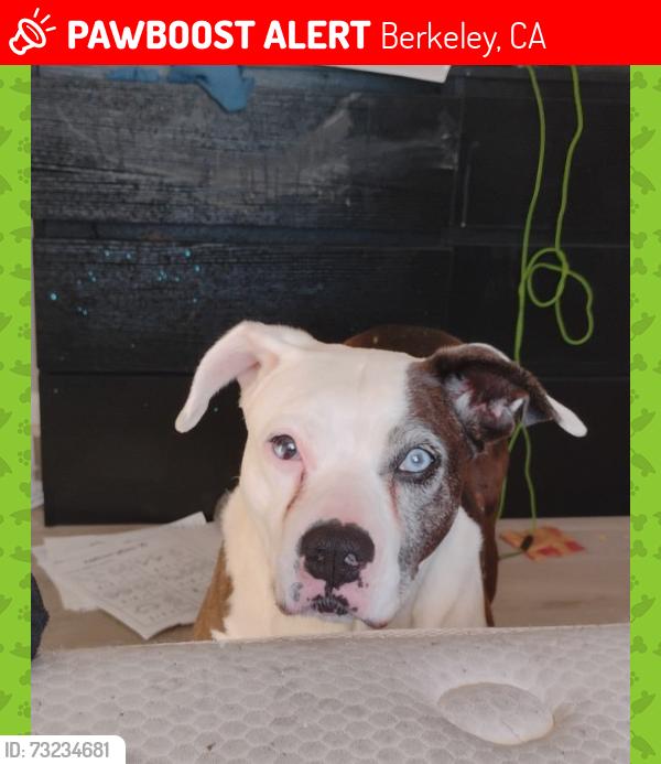 Lost Female Dog last seen Uh6u78uhtt, Berkeley, CA 94709