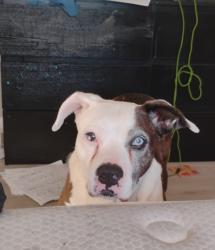 Lost Female Dog last seen Uh6u78uhtt, Berkeley, CA 94709