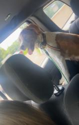 Reunited Female Dog last seen Robin drive oak ridge, Jefferson, NJ 07438