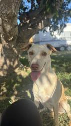 Reunited Female Dog last seen South Miami heights, Miami, FL 33177