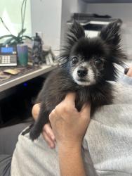 Reunited Female Dog last seen Woodforest, Montgomery County, TX 77316