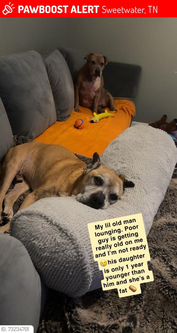 Lost Male Dog last seen Shope road, Sweetwater, TN 37874