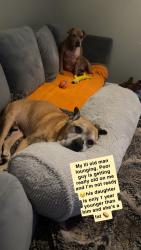 Lost Male Dog last seen Shope road, Sweetwater, TN 37874