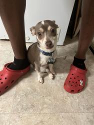 Lost Male Dog last seen Henry street park, Greensboro, NC 27405