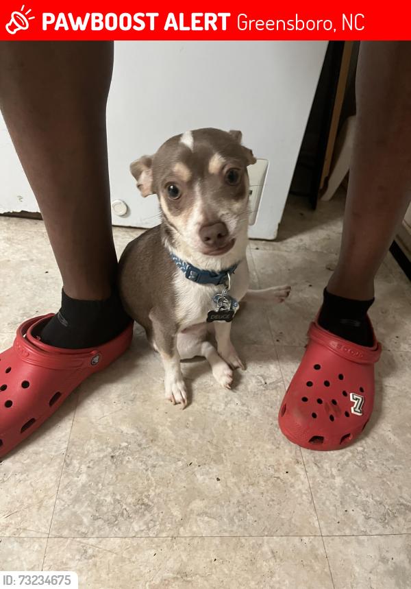 Lost Male Dog last seen Henry street park, Greensboro, NC 27405