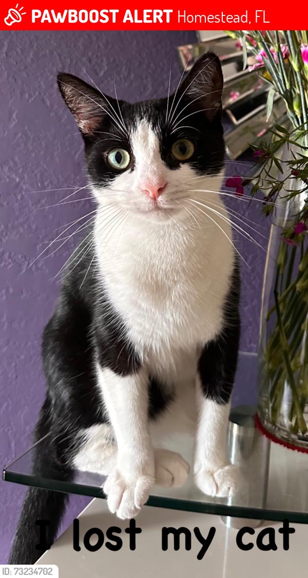 Lost Male Cat last seen Near se 25 rd hmstd fl 33035, Homestead, FL 33035