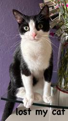 Lost Male Cat last seen Near se 25 rd hmstd fl 33035, Homestead, FL 33035