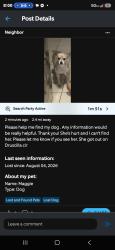 Lost Female Dog last seen Druscilla cir, Brownsville, TX 78521