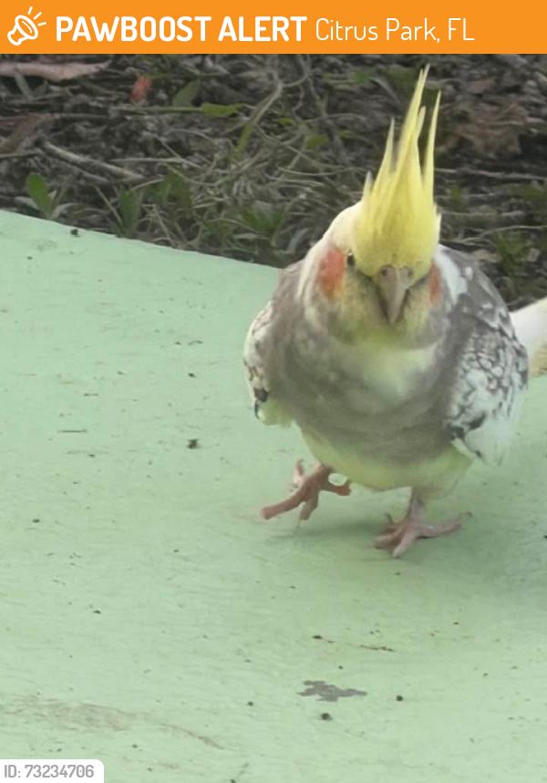 Found/Stray Unknown Bird last seen Cardiff drive, Citrus Park, FL 33625