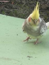 Found/Stray Unknown Bird last seen Cardiff drive, Citrus Park, FL 33625