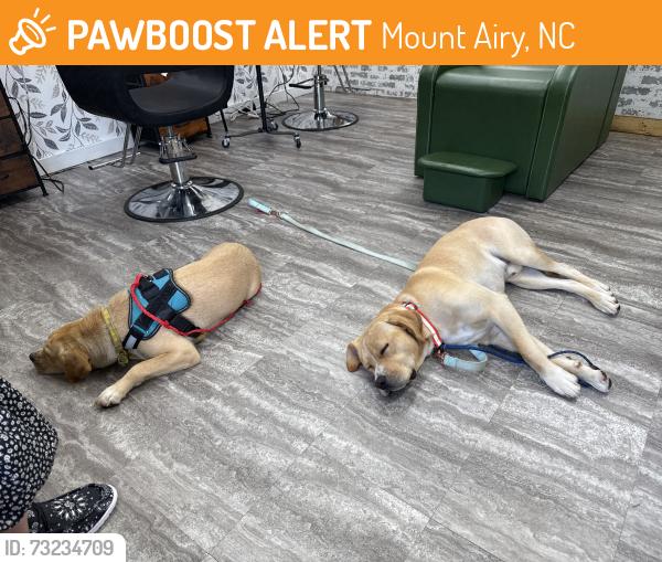 Found/Stray Male Dog last seen Near west lebanon street, Mount Airy, NC 27030