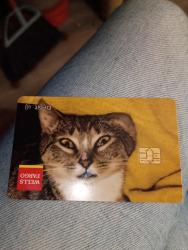 Lost Female Cat last seen music lane between Tesla and popeyes on 9mile rd, Ensley, FL 32534