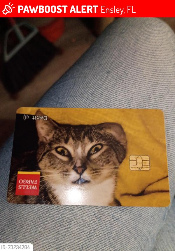 Lost Female Cat last seen music lane between Tesla and popeyes on 9mile rd, Ensley, FL 32534