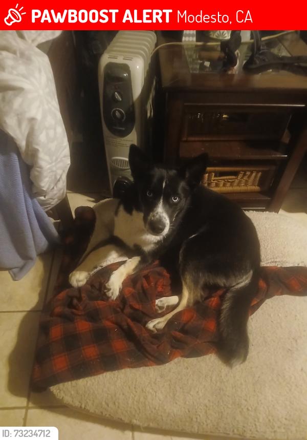 Lost Female Dog last seen Sonora ave, Modesto, CA 95351