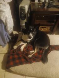 Lost Female Dog last seen Sonora ave, Modesto, CA 95351