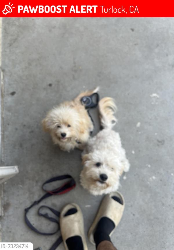 Lost Male Dog last seen Near Columbia st Turlock ca, Turlock, CA 95380