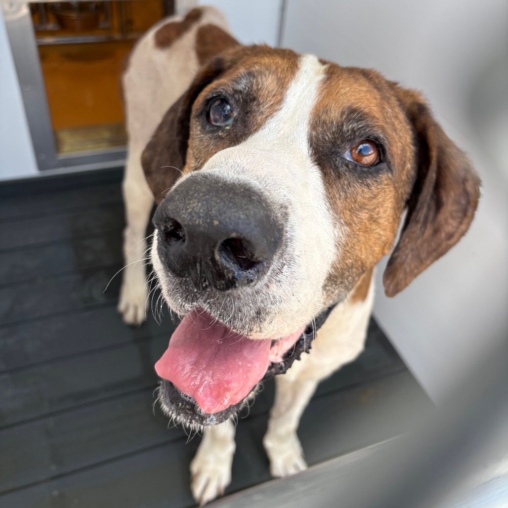 Shelter Stray Male Dog last seen , 328 Furman Hall Rd, Greenville, SC 29609, USA