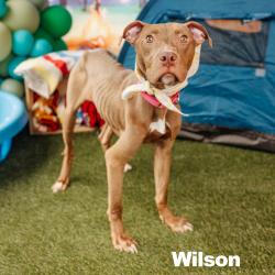 Shelter Stray Male Dog last seen , Animal Care & Control Team of Philly, 111 W Hunting Park Ave, Philadelphia, PA 19140, USA