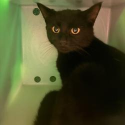 Shelter Stray Unknown Cat last seen , 54687 Co Rd 19, Bristol, IN 46507, USA