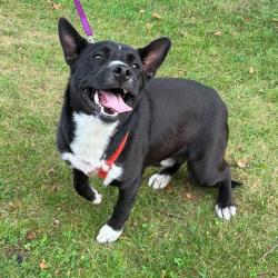 Shelter Stray Male Dog last seen , 54687 Co Rd 19, Bristol, IN 46507, USA