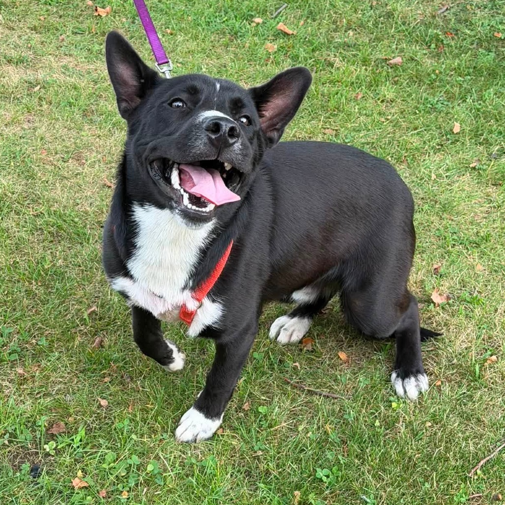 Shelter Stray Male Dog last seen , 54687 Co Rd 19, Bristol, IN 46507, USA