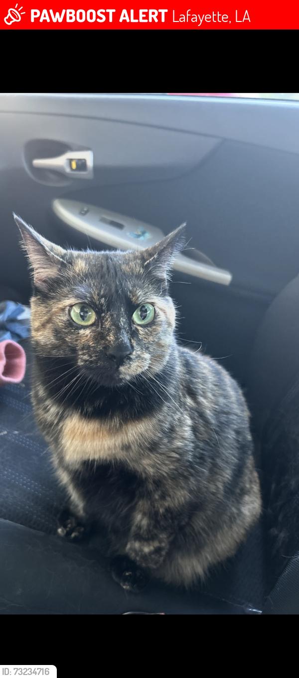 Lost Female Cat last seen Plaza village neighborhood / Toulouse, Lafayette, LA 70506