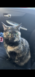 Lost Female Cat last seen Plaza village neighborhood / Toulouse, Lafayette, LA 70506
