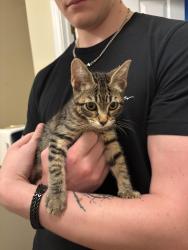 Found/Stray Unknown Cat last seen Alexa Dr., Charlotte, NC 28277