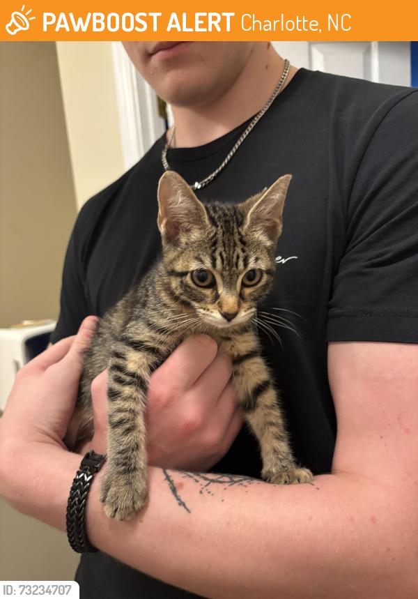 Found/Stray Unknown Cat last seen Alexa Dr., Charlotte, NC 28277
