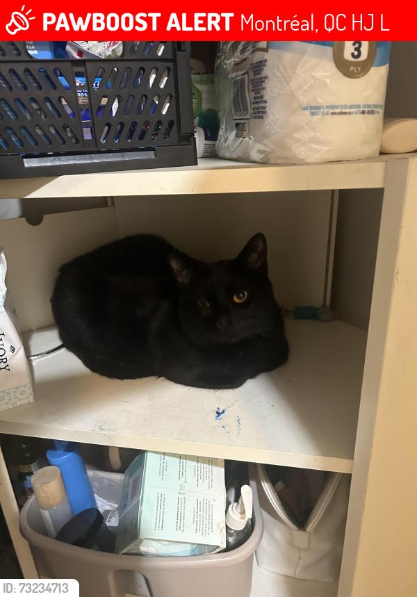 Lost Male Cat last seen rue gilford and rue st denis, Montréal, QC H2J 2L3
