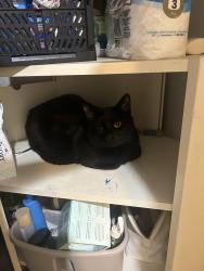 Lost Male Cat last seen rue gilford and rue st denis, Montréal, QC H2J 2L3