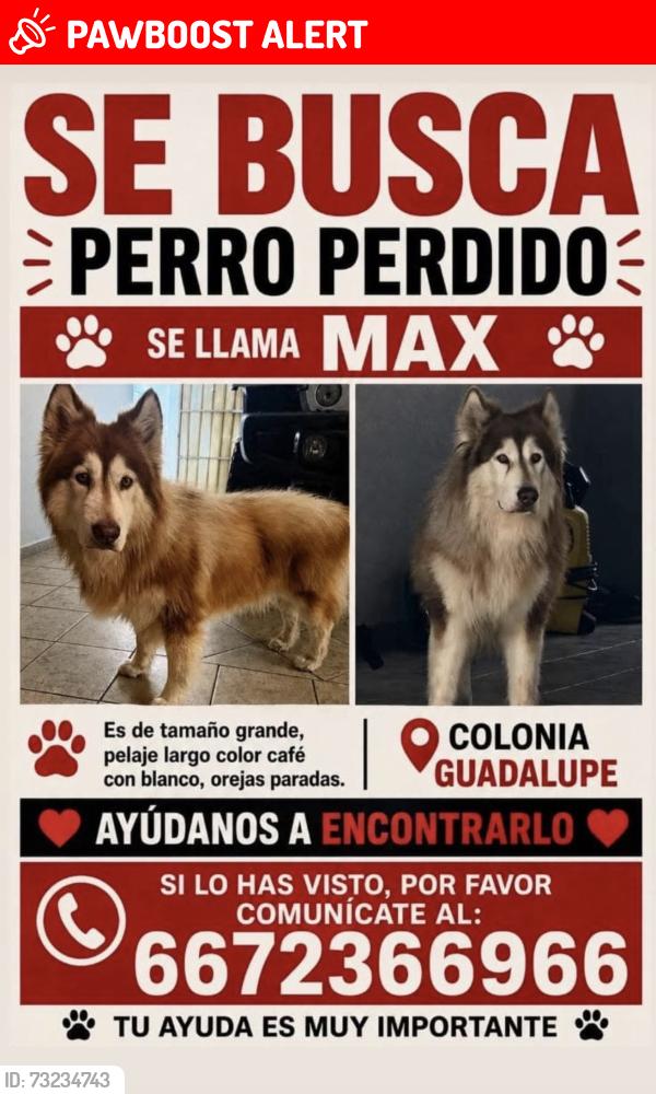 Lost Male Dog last seen Col Guadalupe, Culiacán Rosales, Sin. 