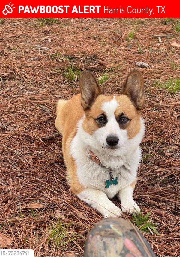 Lost Female Dog last seen Lindstrom Rd Crosby Texas, Harris County, TX 77532