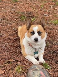 Lost Female Dog last seen Lindstrom Rd Crosby Texas, Harris County, TX 77532