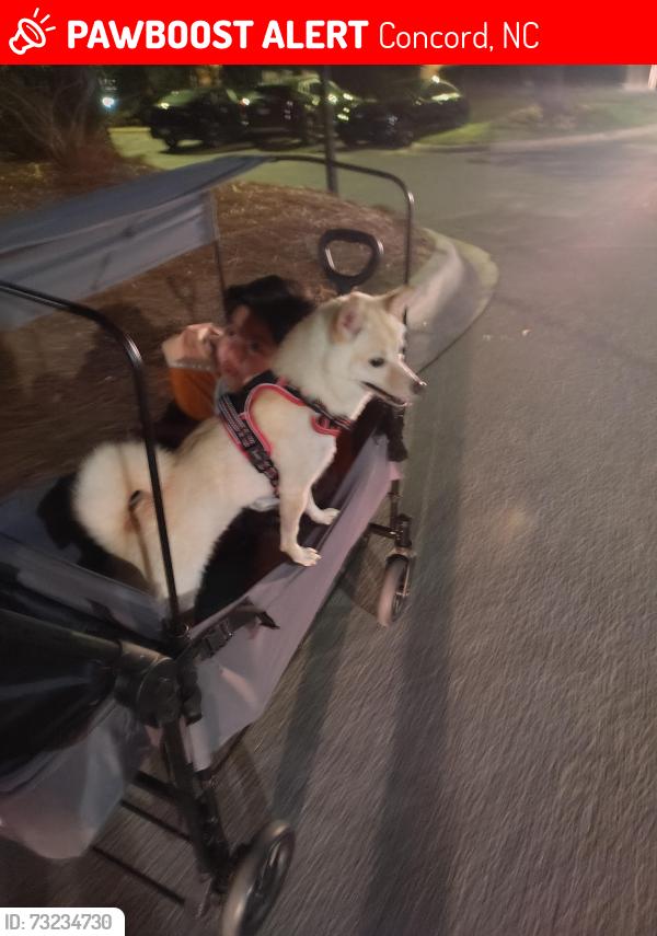 Lost Female Dog last seen Near lily green CT Concord NC 28027, Concord, NC 28027