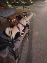 Lost Female Dog last seen Near lily green CT Concord NC 28027, Concord, NC 28027