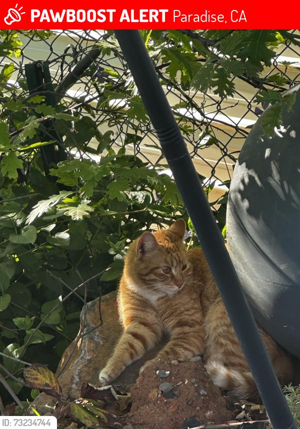 Lost Female Cat last seen Buschmann, Paradise, CA 95969