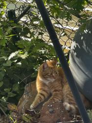 Lost Female Cat last seen Buschmann, Paradise, CA 95969