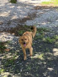 Reunited Male Dog last seen Bean point area, Anna Maria, FL 34216