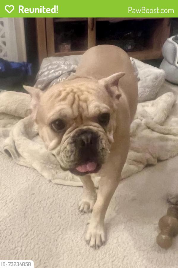 Reunited Male Dog last seen Kenwood and Greenwood, San Bernardino, CA 92407