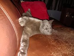 Lost Male Cat last seen Pinegrove Ave, Nashua, NH, Nashua, NH 03060