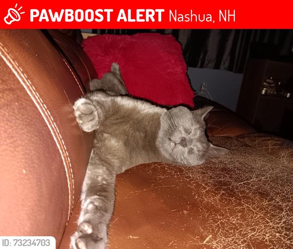 Lost Male Cat last seen Pinegrove Ave, Nashua, NH, Nashua, NH 03060