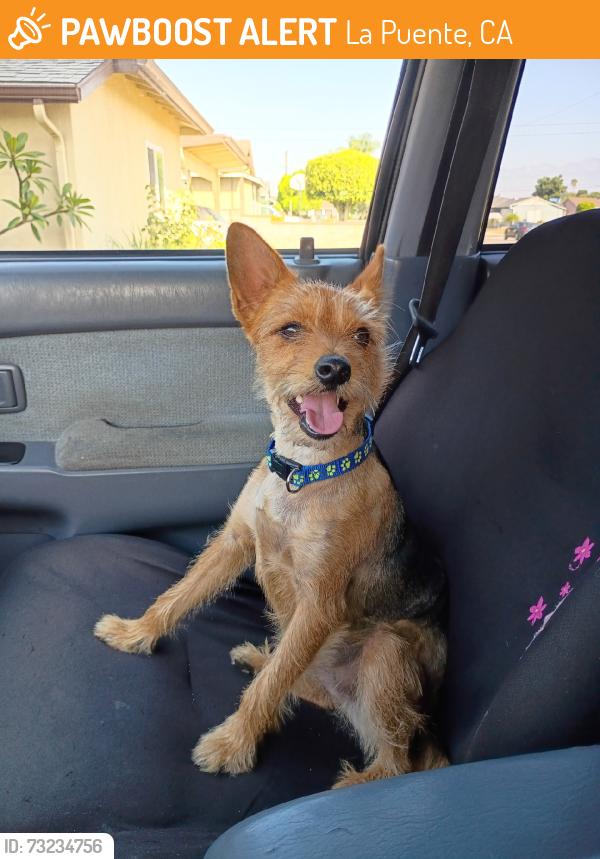 Found/Stray Male Dog last seen Valley and Hacienda, La Puente, CA 91744