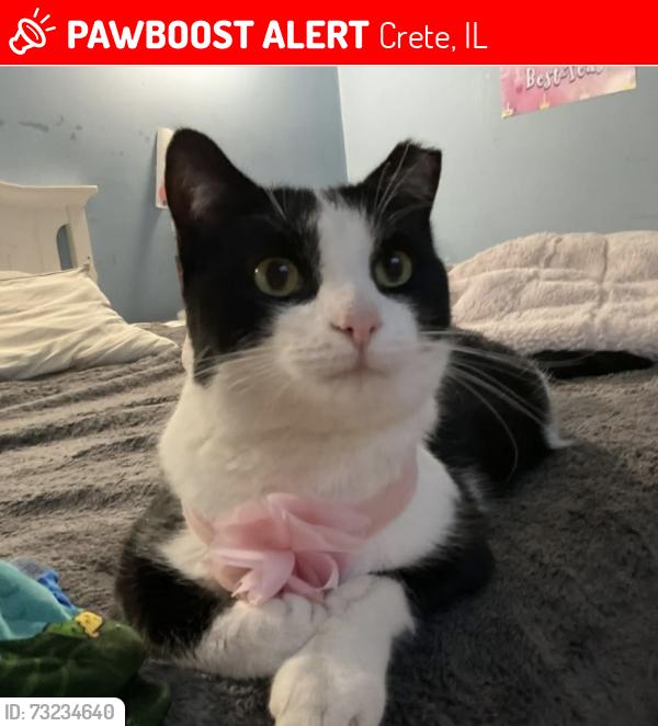 Lost Female Cat last seen Kings RD & Norfolk Ave, Crete, IL 60417