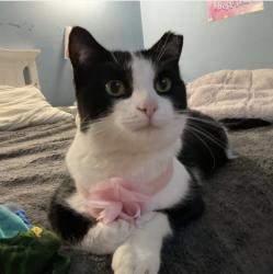 Lost Female Cat last seen Kings RD & Norfolk Ave, Crete, IL 60417