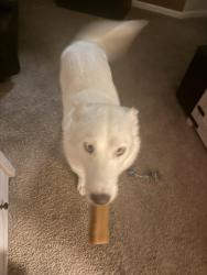 Lost Female Dog last seen Matthews nv, Matthews, NC 28105