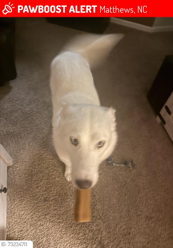Lost Female Dog last seen Matthews nv, Matthews, NC 28105