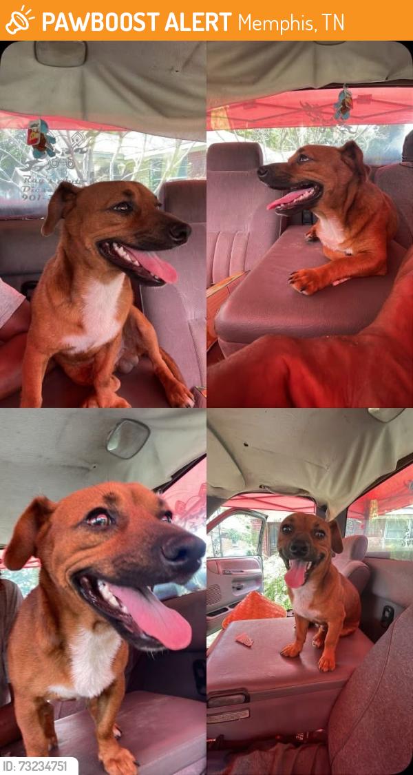 Found/Stray Male Dog last seen Summer and Perkins, Memphis, TN 38122