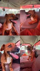 Found/Stray Male Dog last seen Summer and Perkins, Memphis, TN 38122